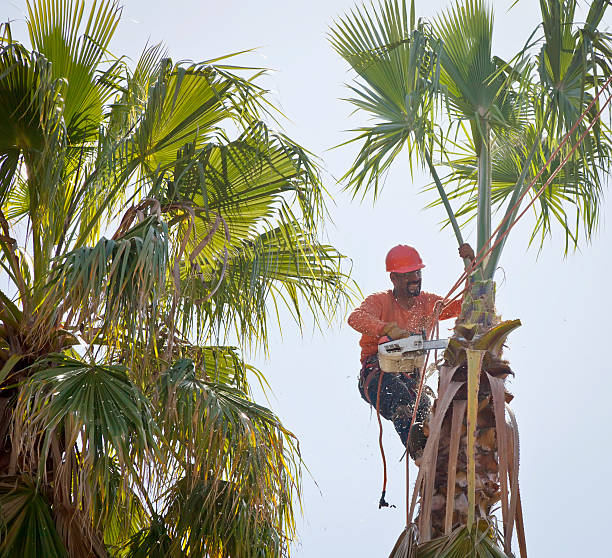 Trusted Center Point, NM Tree Service Experts